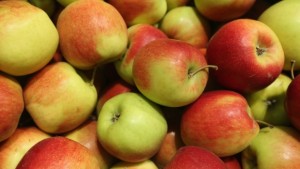 Качествените плодове от Русенско заминават за Румъния