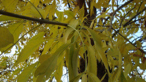 Времето на 22 октомври Валежи над цялата страна температурите падат