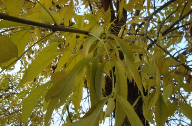 Времето на 22 октомври: Валежи над цялата страна, температурите падат още