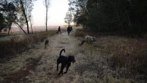 Създадоха ГМОкуче с двойно повече мускули