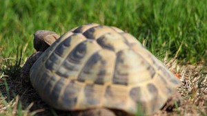 Откриха останки на древна костенурка чиято глава прилича на свинска