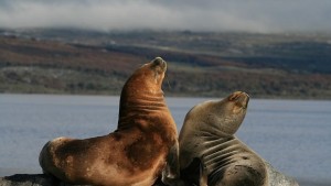 Похотливи тюлени общуват чрез айпад