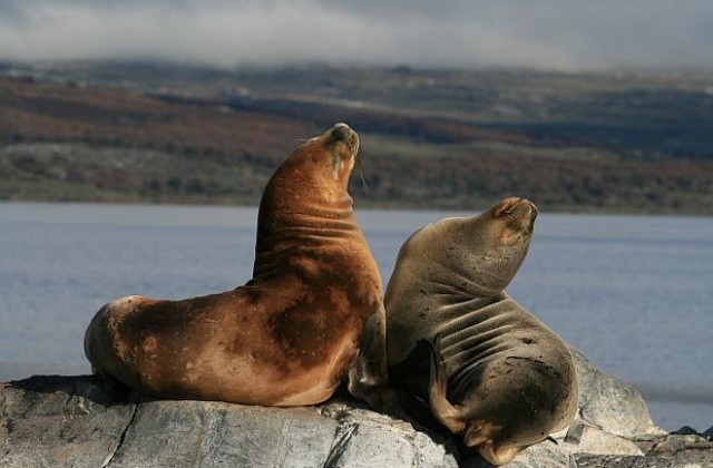 Похотливи тюлени общуват чрез айпад