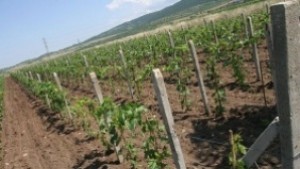 Повисоки добиви при винените сортове отчитат лозарите в Търговищко