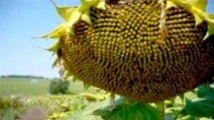 Прибраха слънчогледовата реколта в област Сливен