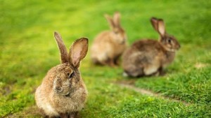 Отглеждането на зайци е новият хит сред младите фермери