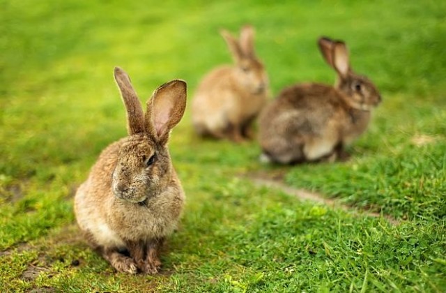 Отглеждането на зайци е новият хит сред младите фермери
