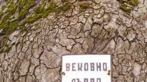 68 са защитените вековни дървета на територията на РИОСВ Варна
