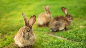 Отглеждането на зайци е новият хит сред младите фермери