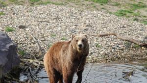 Маша е в добро здраве и очаква новия си дом