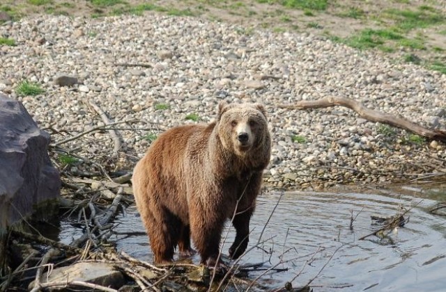 Маша е в добро здраве и очаква новия си дом
