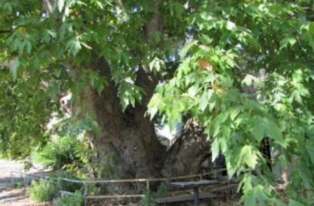 Летен дъб в Крушари обявен за вековно дърво