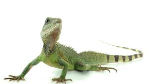 Гущерите в Европа са застрашени заради климатичните промени