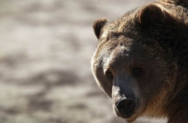 Застреляха мечката, която тормозеше девински села