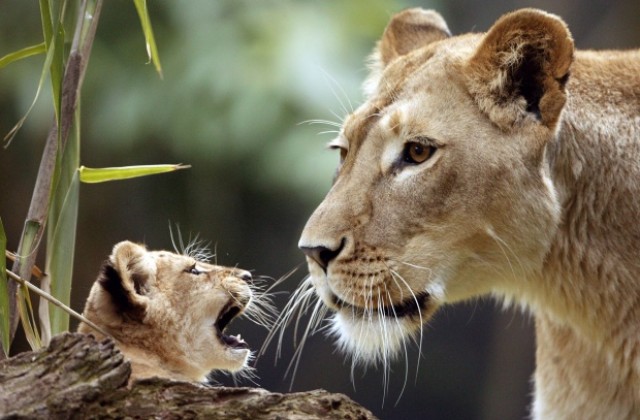 Половината от африканските лъвове могат да изчезнат след 20 години