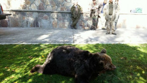 Гонят мечките в Девинско със силна музика и самоделни капани