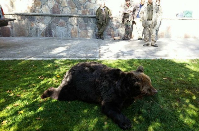 Гонят мечките в Девинско със силна музика и самоделни капани