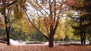 И през ноември ще се радваме на температури до 20