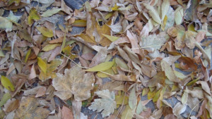 Времето на 29 октомври Остава меко и топло