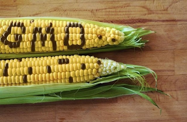 ЕП: Страните от ЕС не могат да забраняват вноса на ГМО