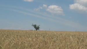 Обучават земеделските производители как да използват биологична растителна защита