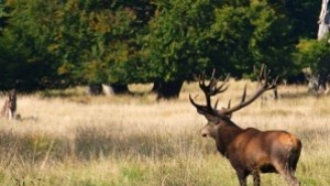 Елен се разхождал из Русе тази нощ