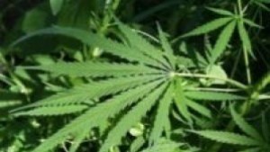 Айтозлия доброволно си даде марихуаната на полицаите