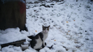 Каква зима ни очаква