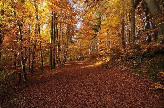 Високи температури и през ноември, вижте каква зима ни очаква