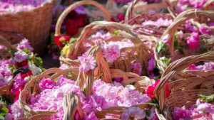 Фестивал на розата 2016 вече очаква туристи и приятели