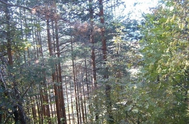 Нови 2230 декара с горски култури са залесени на територията на Югозападното държавно предприятие