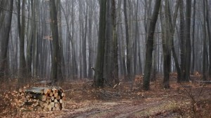 МОСВ не разрешава изсичането на дървета в Пирин за разширяване