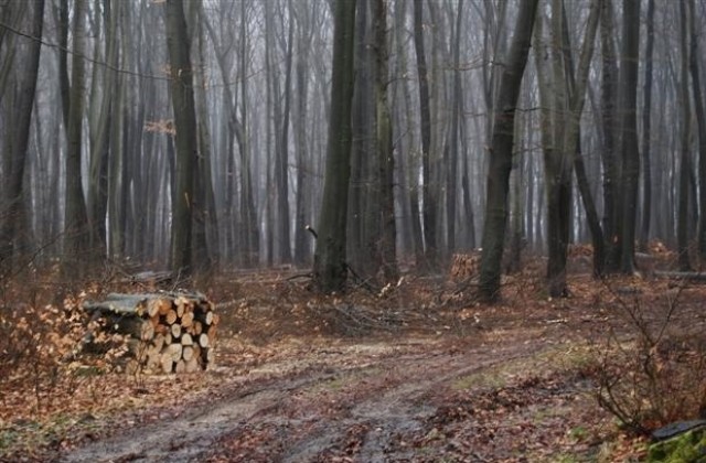 МОСВ не разрешава изсичането на дървета в Пирин за разширяване на лифт