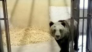 Мечката Маша се чувства добре в спасителния център в Германия