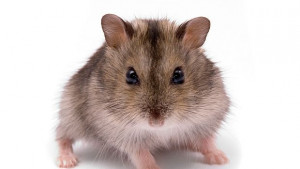 Японци отгледаха найтънкия изкуствен кръвоносен съд