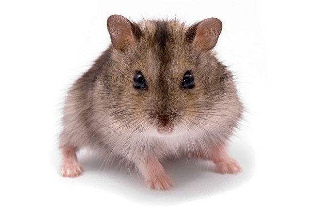 Японци „отгледаха най-тънкия изкуствен кръвоносен съд