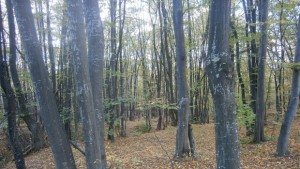 Температури до 19 градуса днес