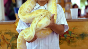 Бразилче ухапа отровна змия и я уби