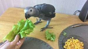 Папагал какаду се излюпи в домашни условия в смолянско село