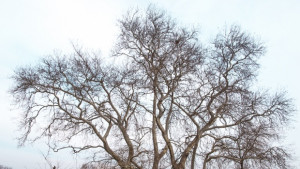 Вековният чинар в Аспарухово найпосле в битка за Дърво с