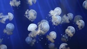 Придвижването на медузите може да осъществи революция при подводниците
