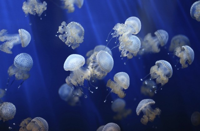 Придвижването на медузите може да осъществи революция при подводниците