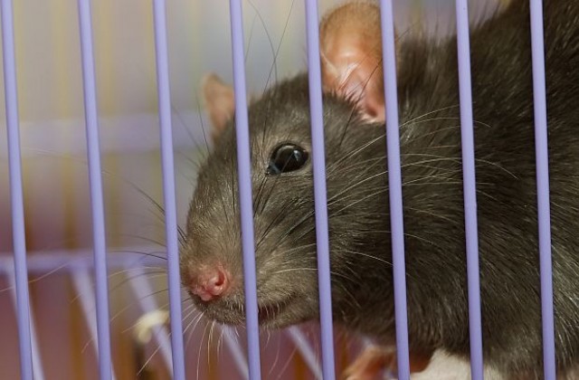 Затворници обучиха мишка да пренася дрога между килиите