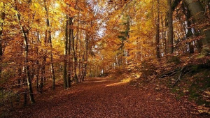 Времето на 8 ноември Температури до 18 градуса