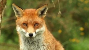 Ваксинират срещу бяс дивите хищници