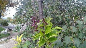 Люляк цъфна под паметника на Альоша СНИМКИ