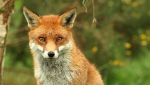 Отново ваксинират срещу бяс дивите хищници