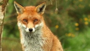 Самолети ще разпръснат примамки срещу бяс при дивите хищници