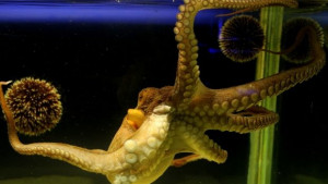 Отровни змии скорпиони и тарантули в Природонаучния музей в Пловдив