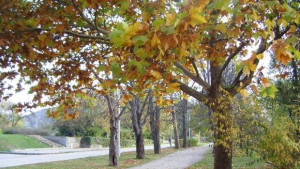 Топло с променлива облачност